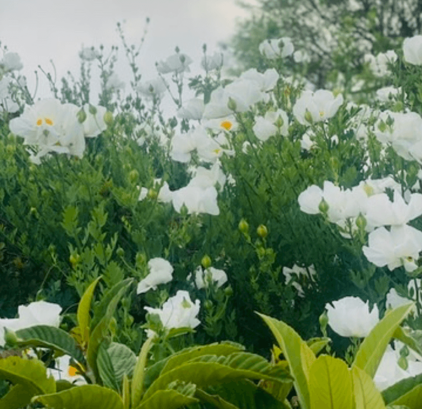 What the Farm Taught Me About Beauty