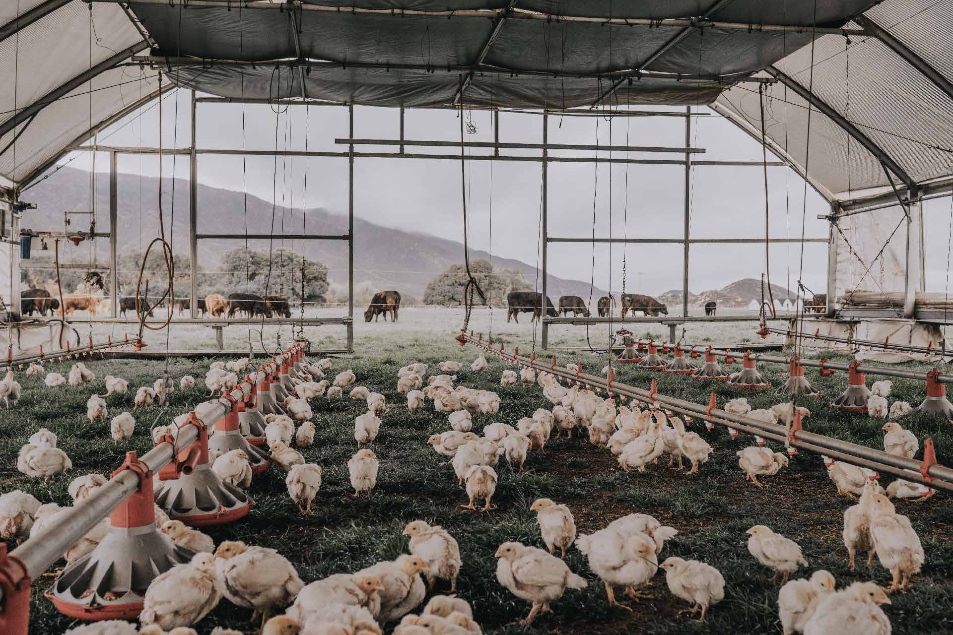 Social Feeds & Chicken Feed
