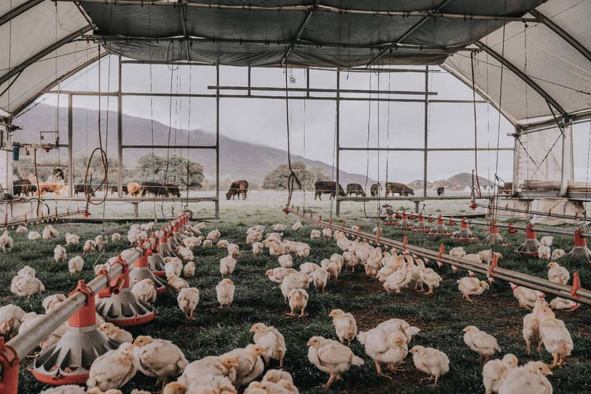 Social Feeds & Chicken Feed