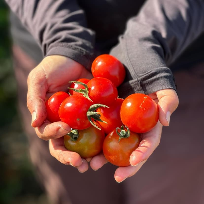 Hydroponics and a World on Life Support