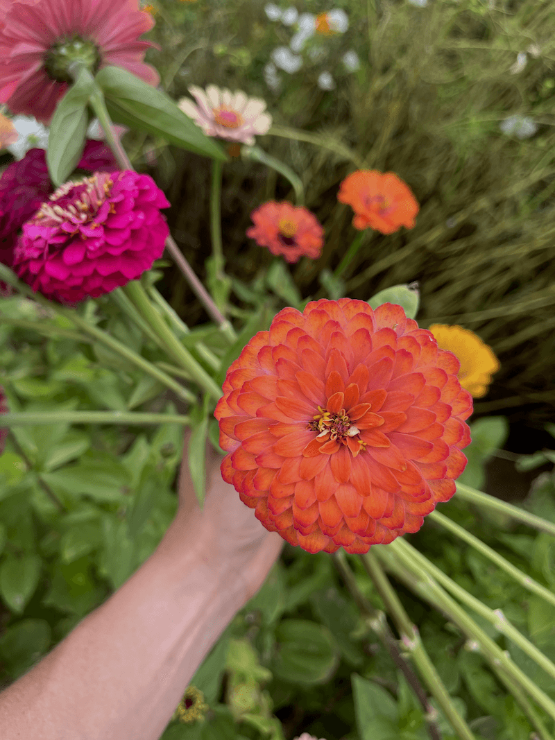 Flowers