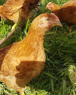 Pasture birds